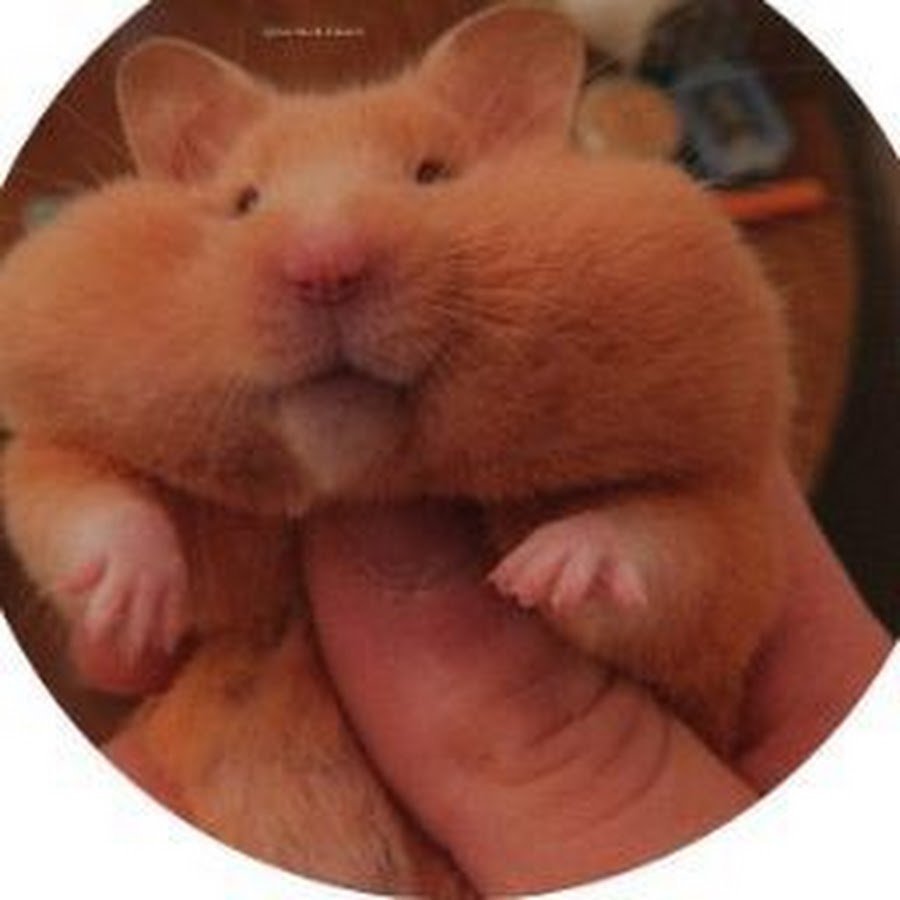 Если хомяк тебя облизывает что это значит