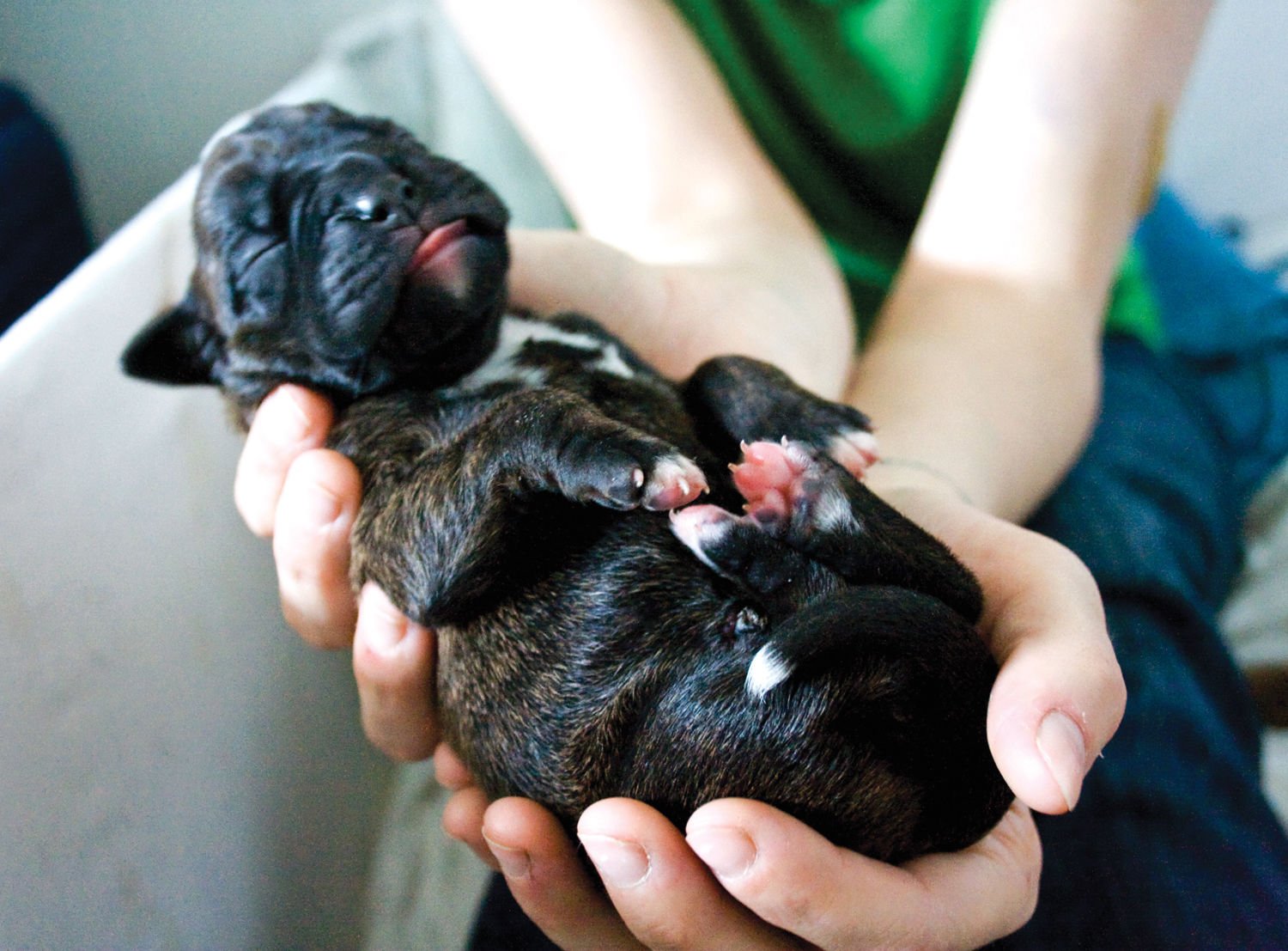 Новорожденные без матери щенки. Новорожденные собаки. Новорожденный щенок. Новорожденные щенки боксера. Новорожденные щенки французского бульдога.