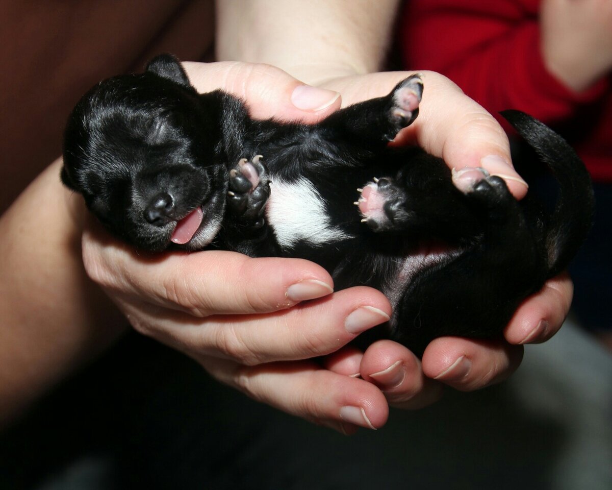 Новорожденные щенки