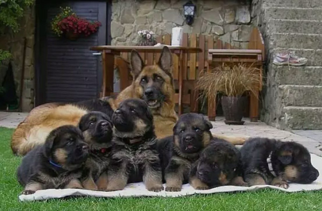 Зубы щенка немецкой овчарки 2 месяца