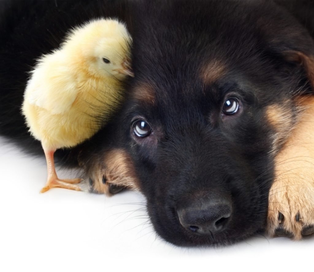 Цыпленок и щенок