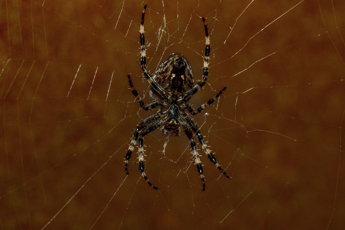 Мизгирь паутина