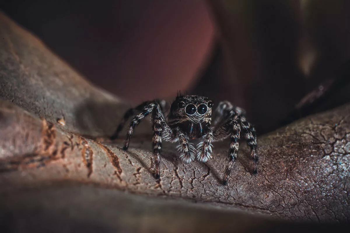 Паук скакунчик