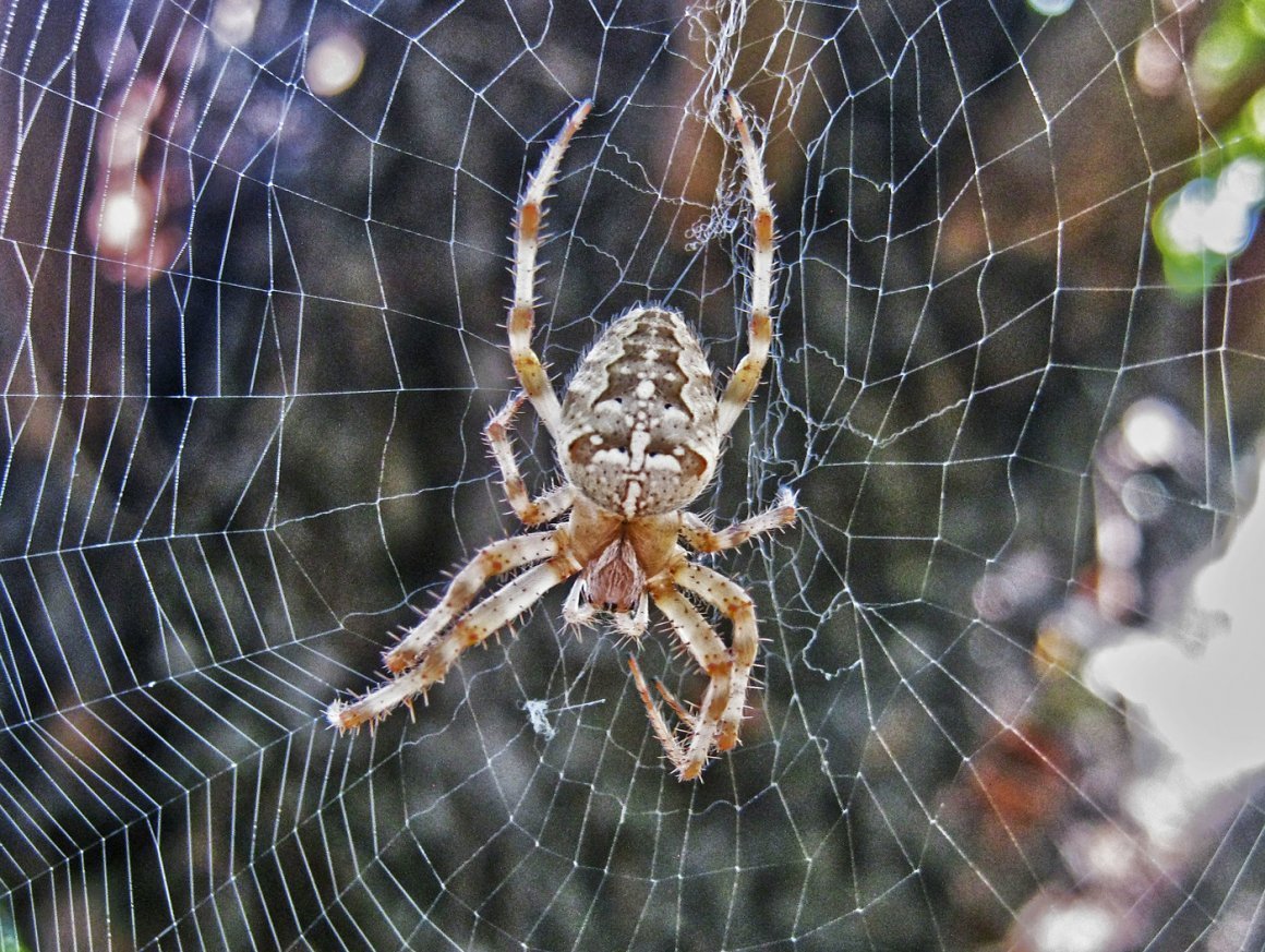 Паук крестовик