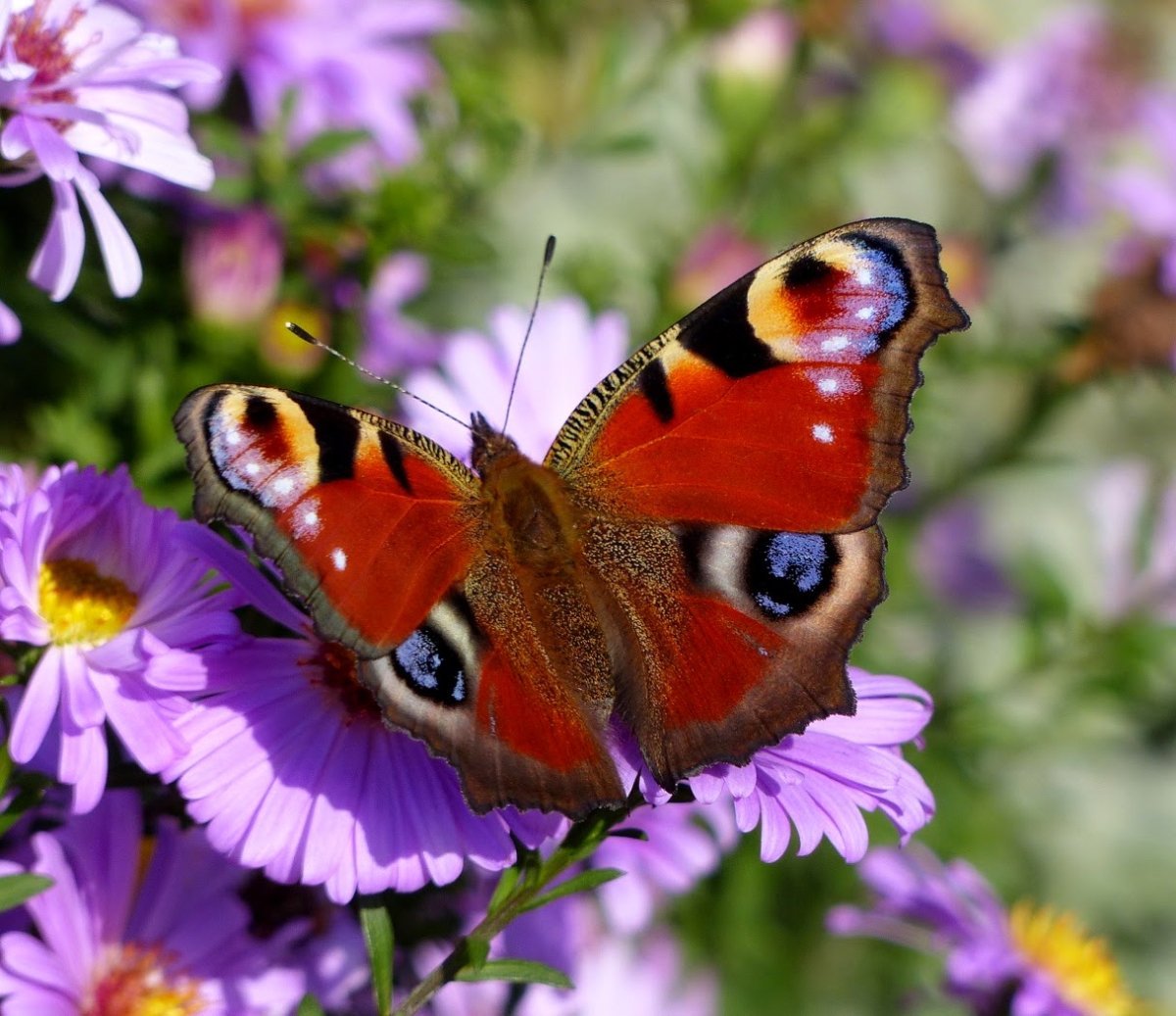 Насекомые в живописи
