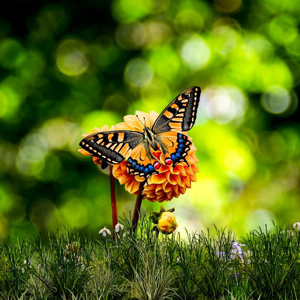 Луг с насекомыми