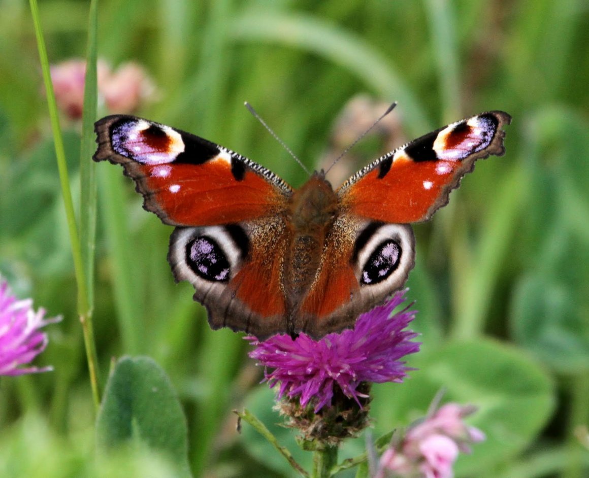 Marjolein Bastin картины бабочки