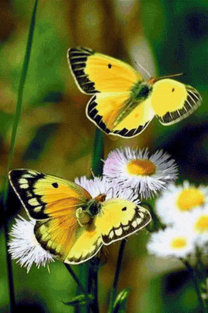 Полянка с цветами и бабочками