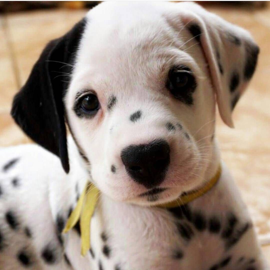 Самый милый далматинец