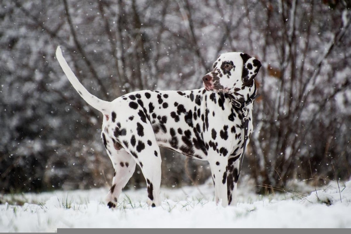 Далматинец охотничья собака