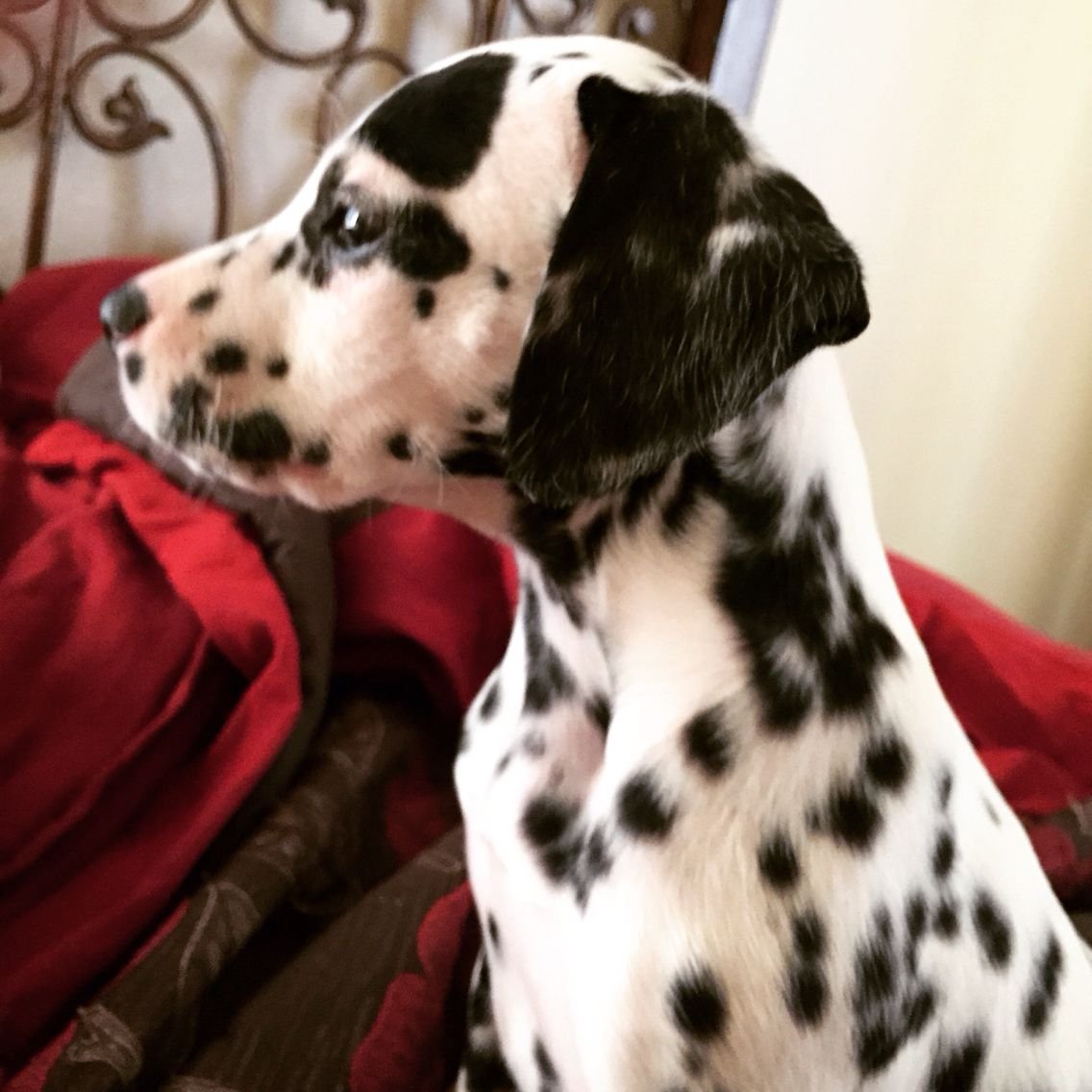 Патчес Далматин