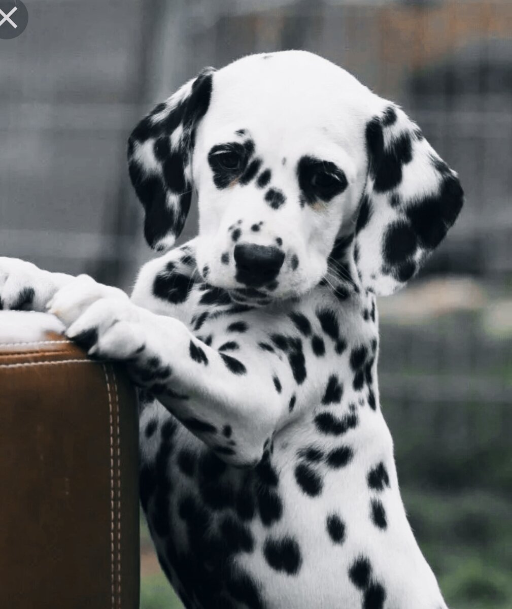 Собака далматинец