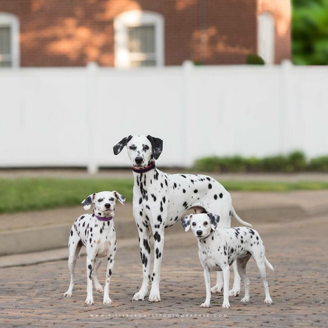 Далматинец+ Пойнтер