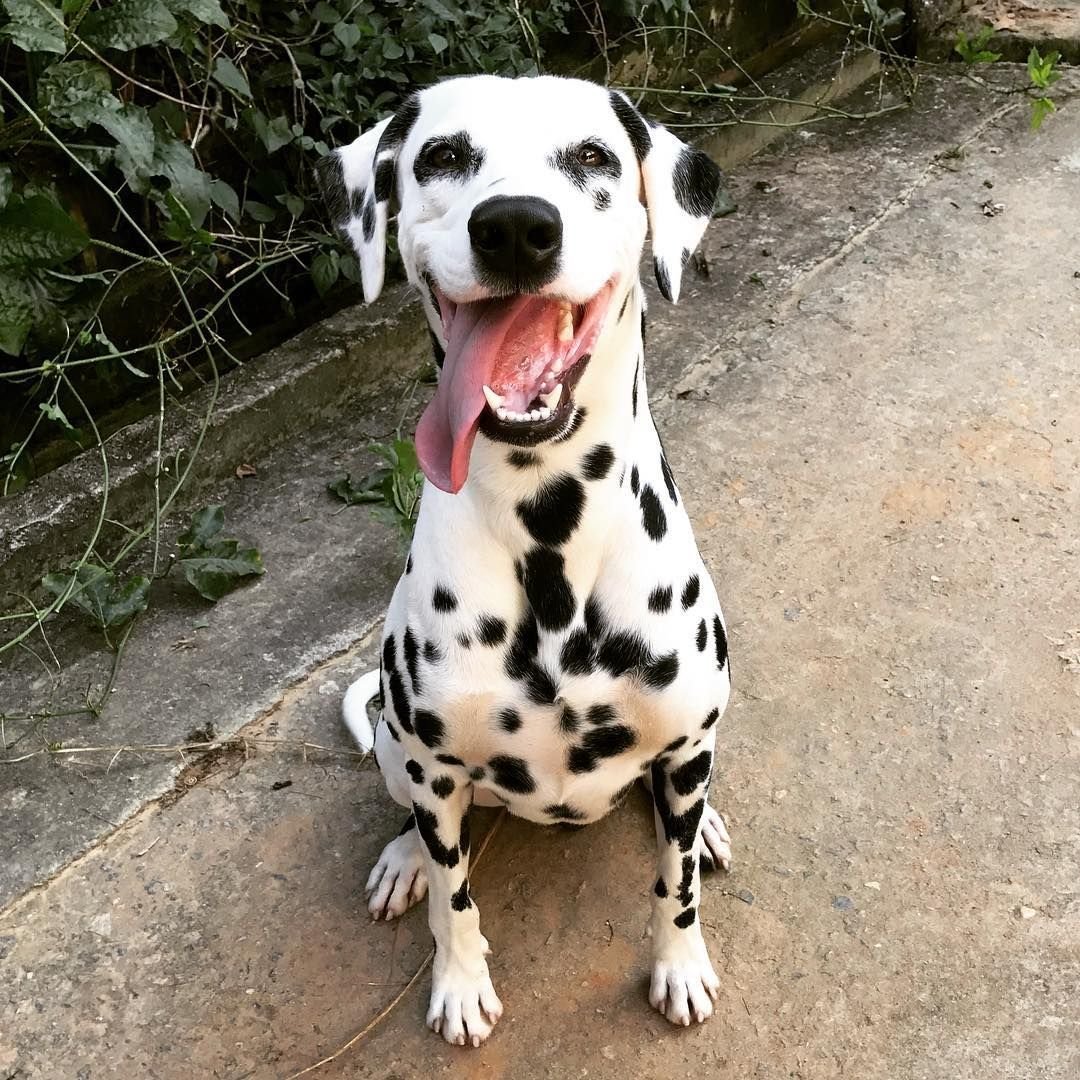 Далматин оскал