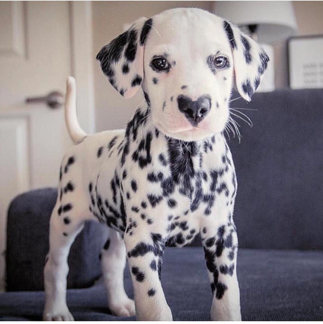 Голубоглазый Далматин