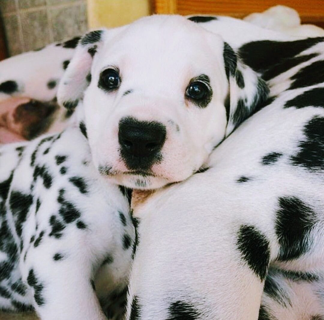 Далматинец фото щенки