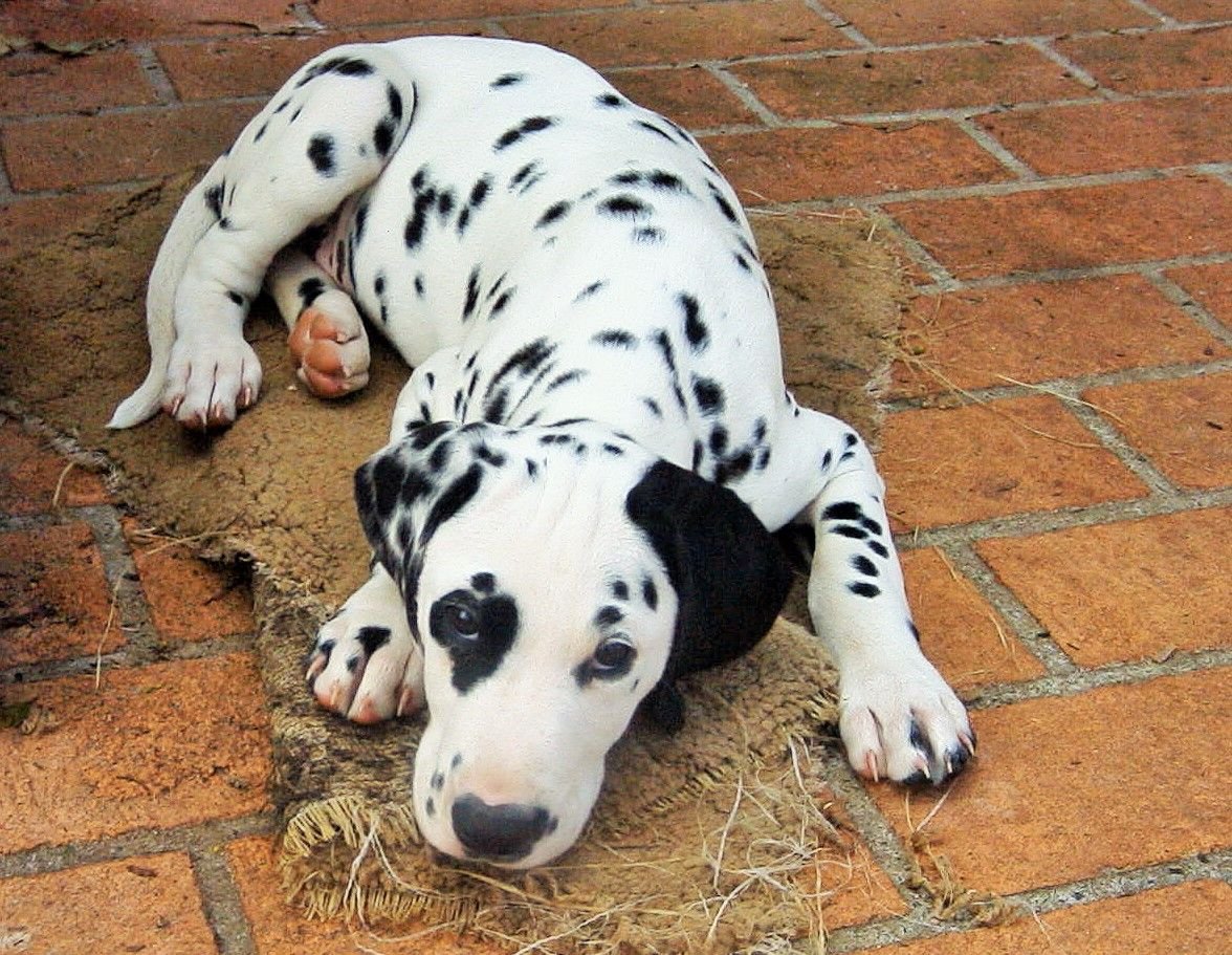 Мини Далматин