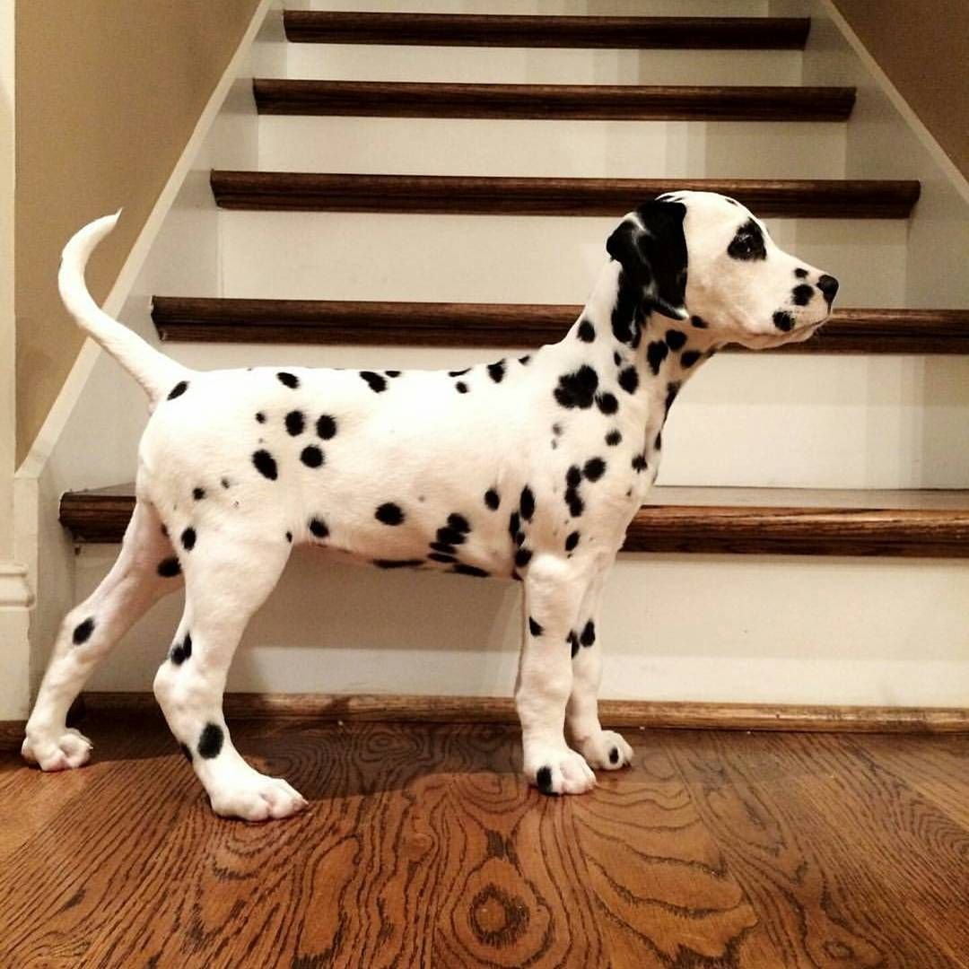 Толстый далматинец