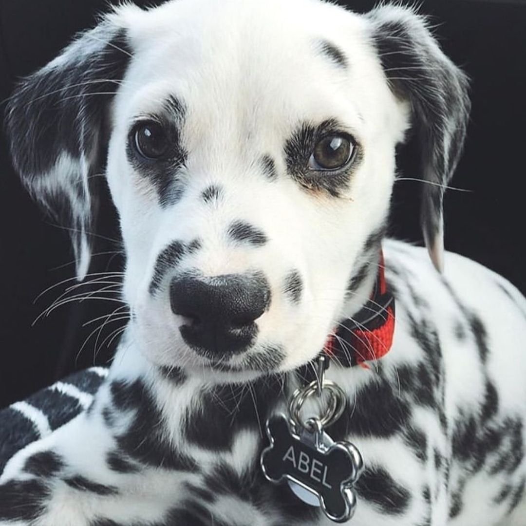 Далматинец и лабрадор