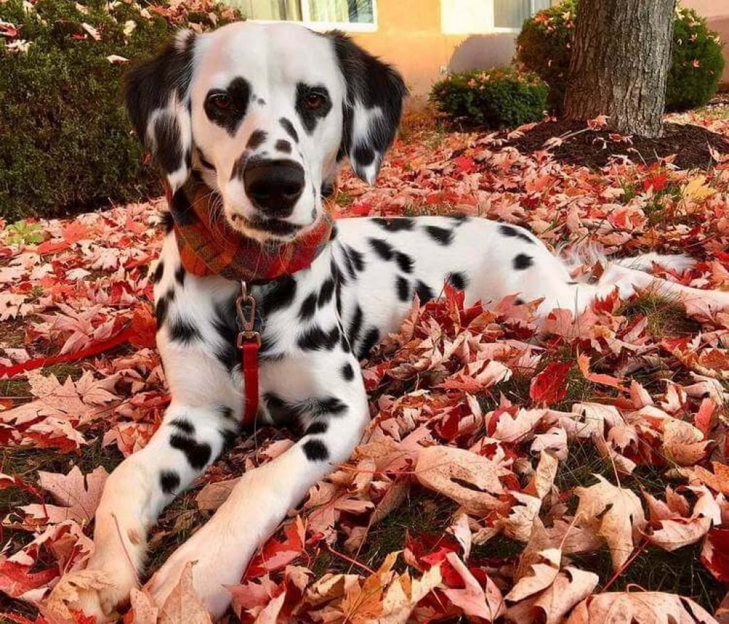 Собака далматинец