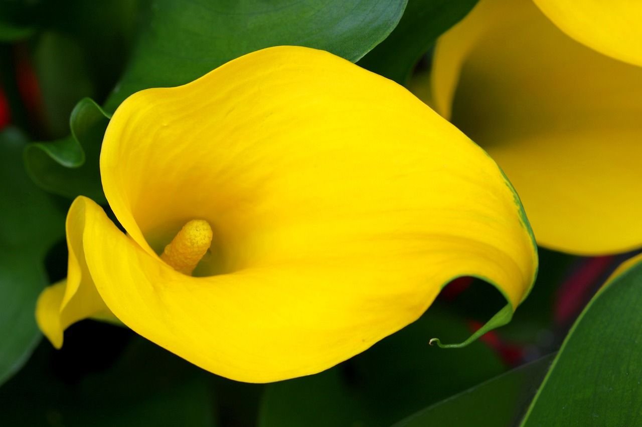 Калла хамелеон. Цветы каллы жёлтые. Желтый цветок Калла на природе. Желтые каллы на черном фоне.