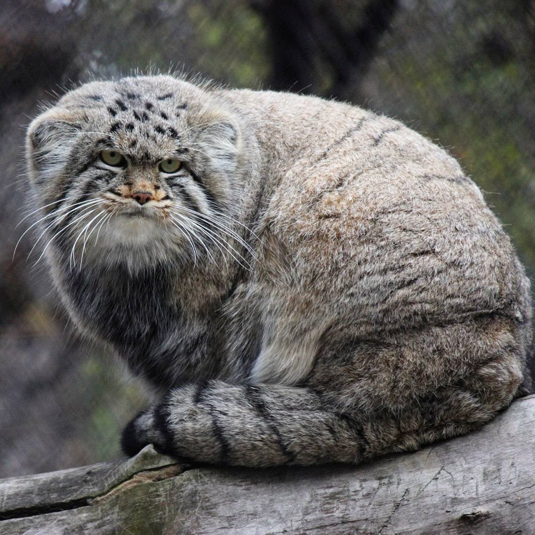 Кот Манул Московский зоопарк