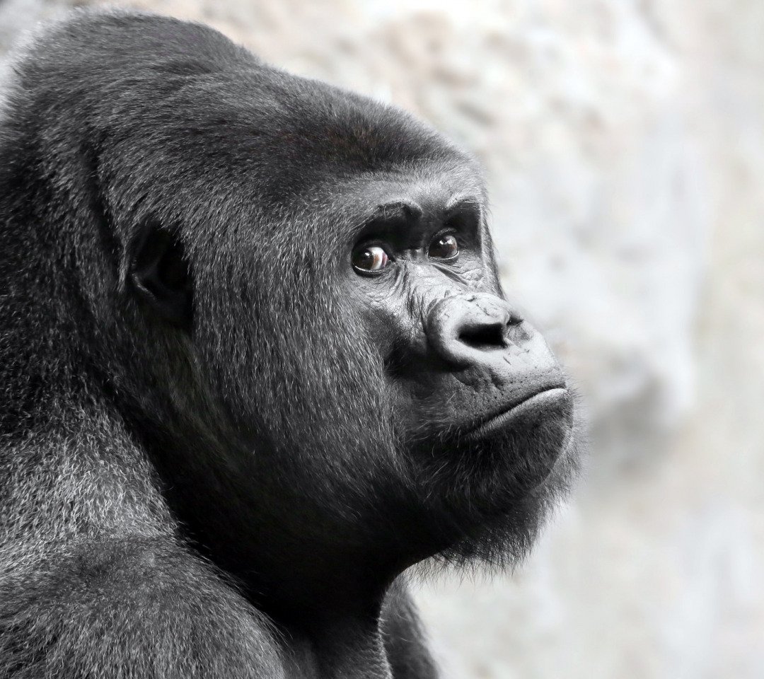 Черная обезьянка