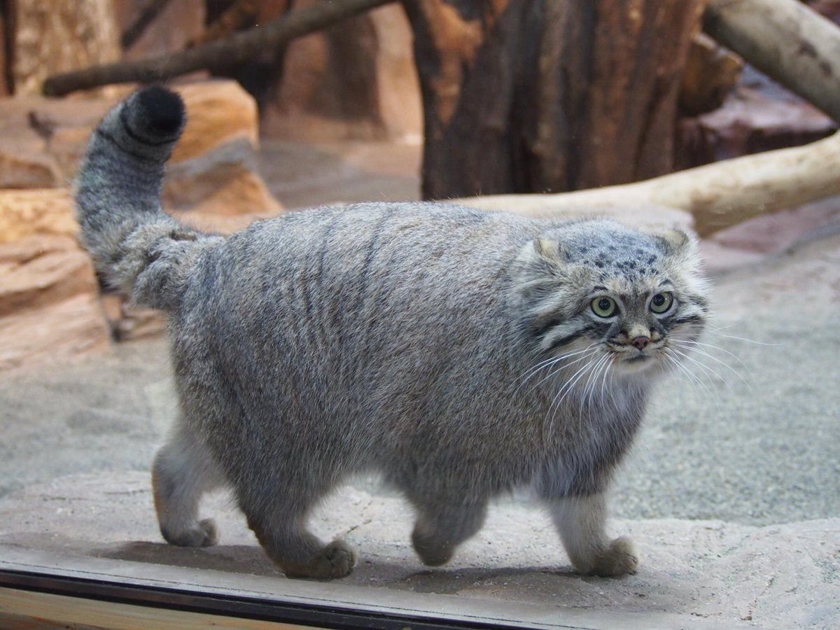 Кот Манул вес