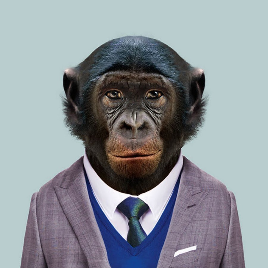 Обезьяна сиаманг