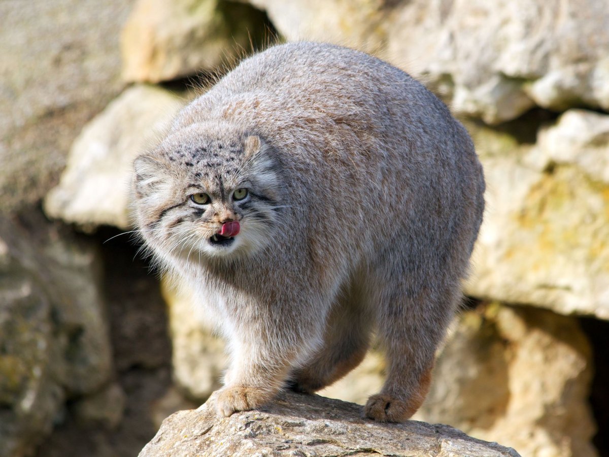 Тибетский Манул