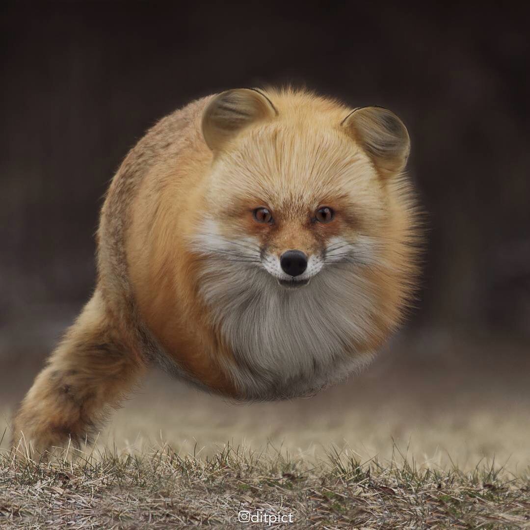 Тибетская лисица