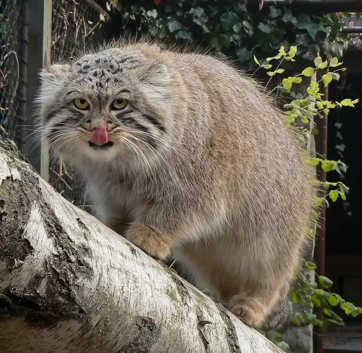 Камышовый кот Манул