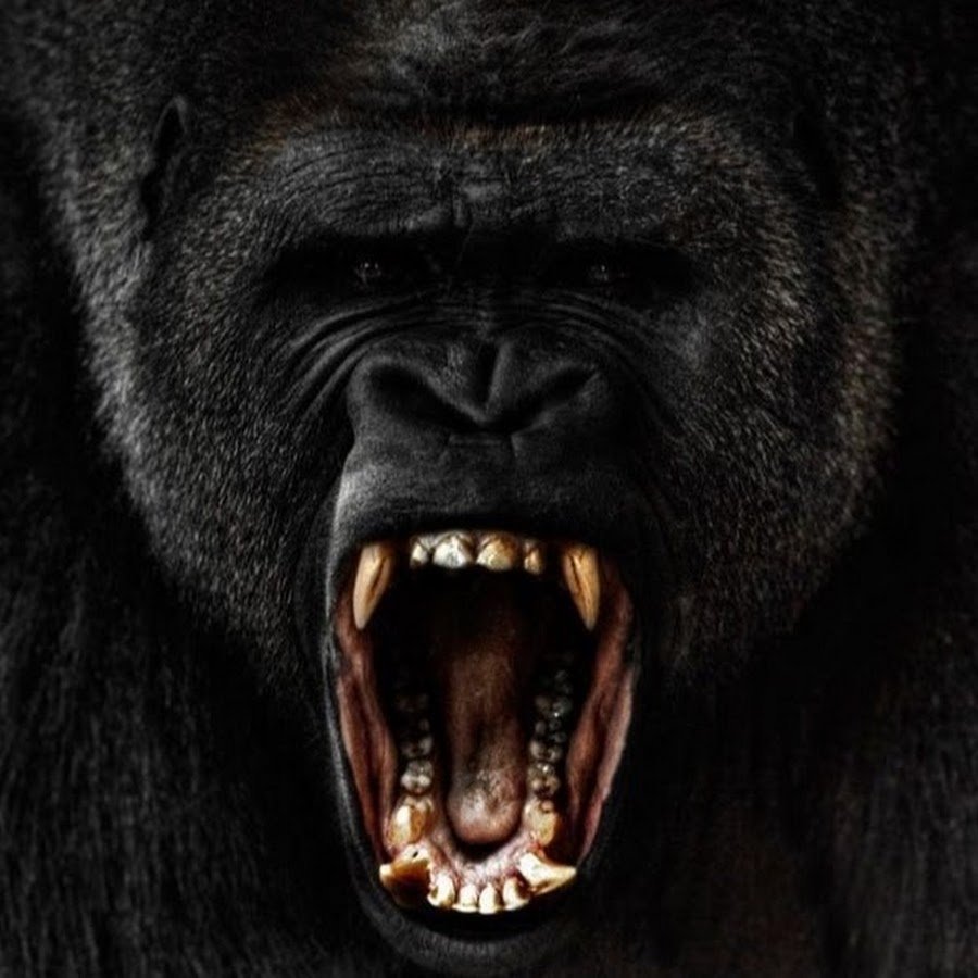 Негр обезьяна