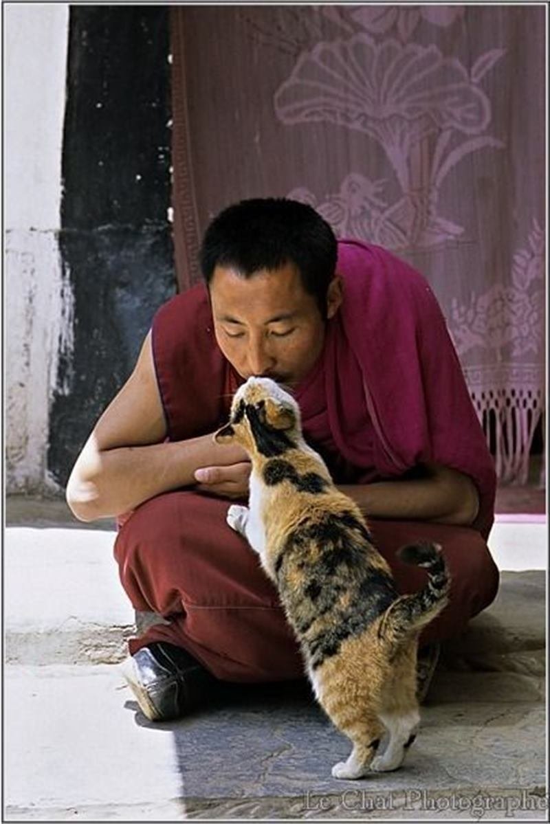 Тибетские коты