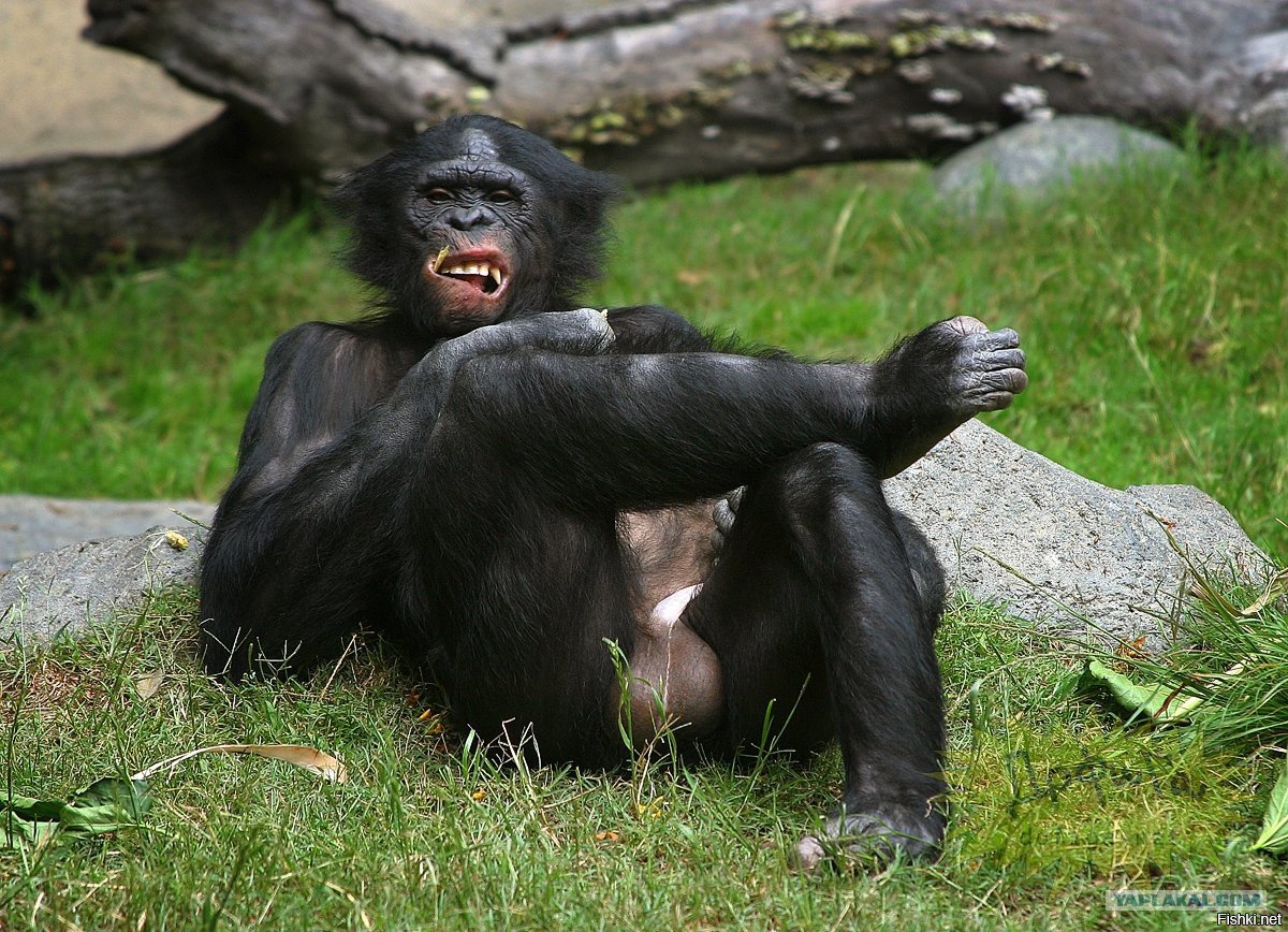 Селфи обезьяны