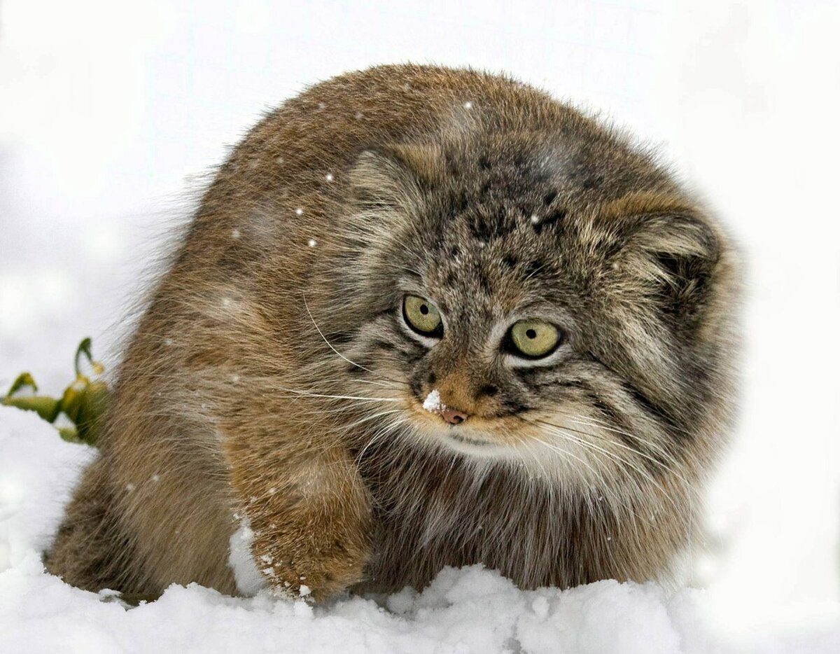 Лесной кот Манул