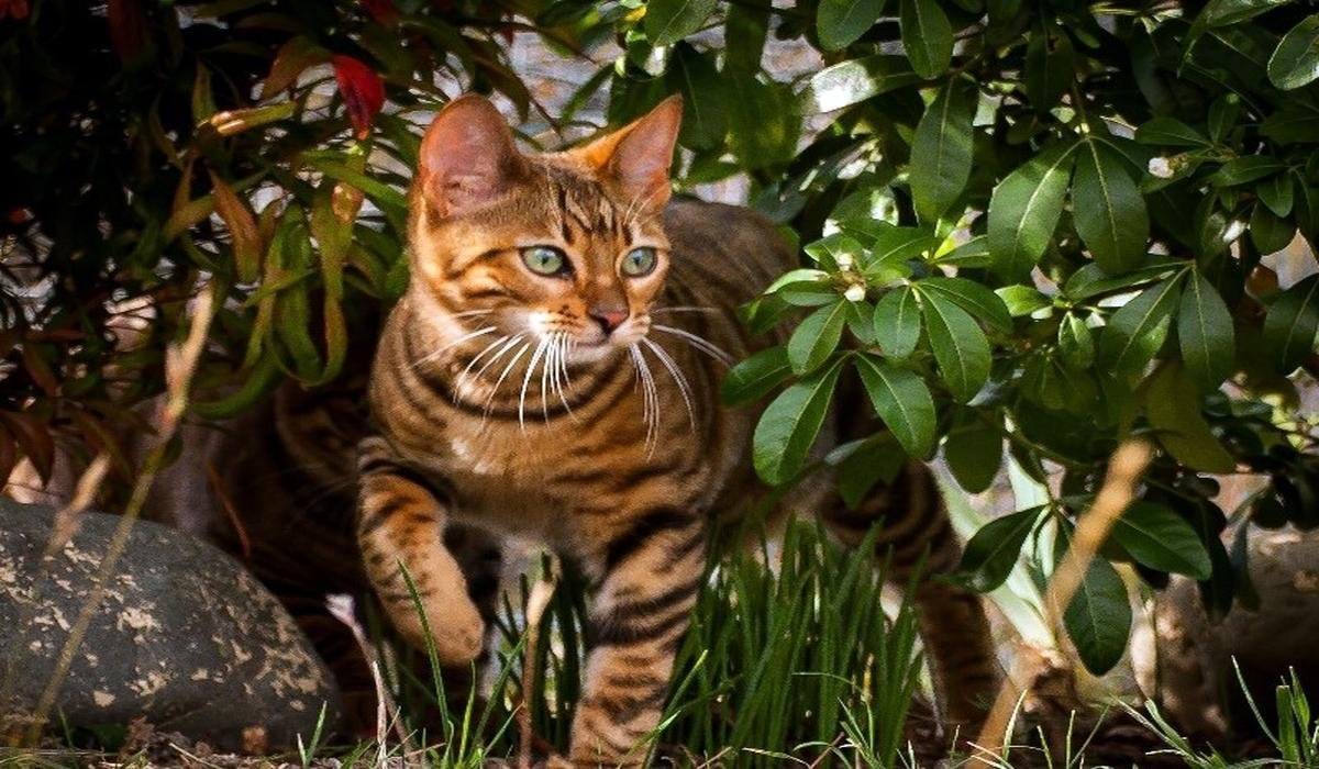 Порода кошек тойгер