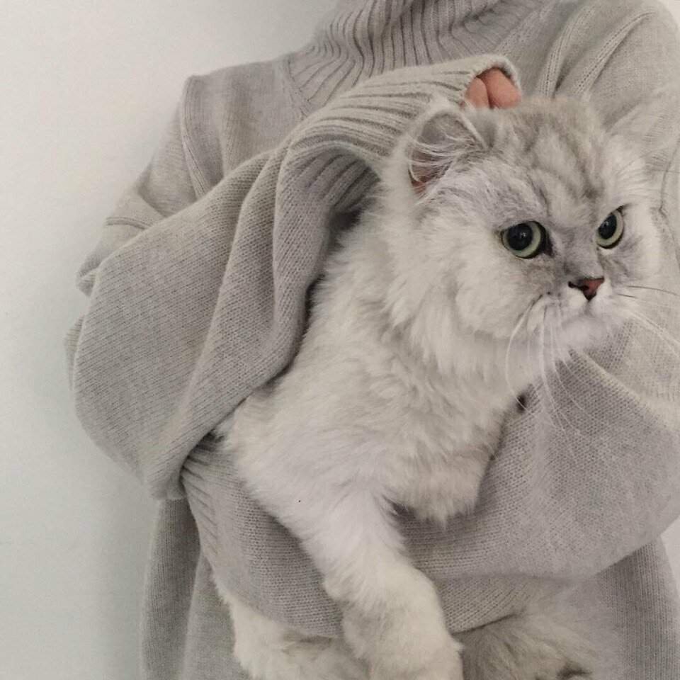 Эстетика кошек