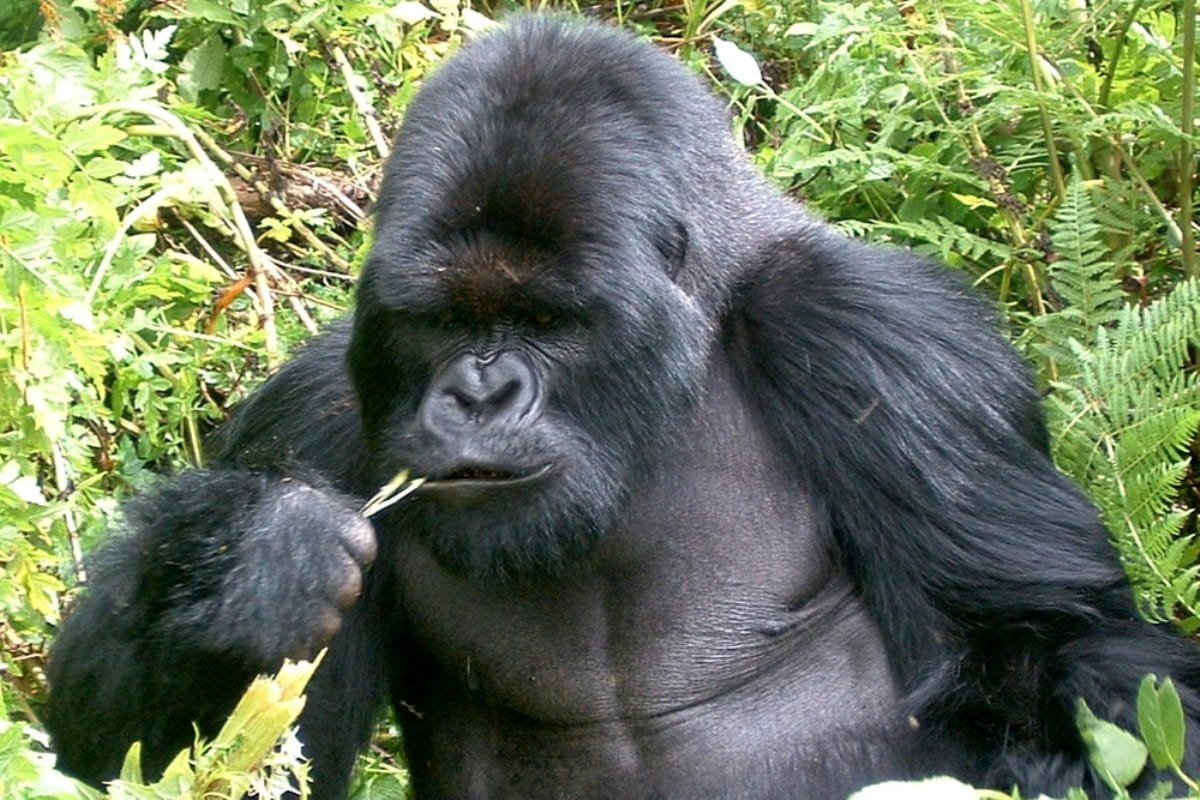Горилла фото