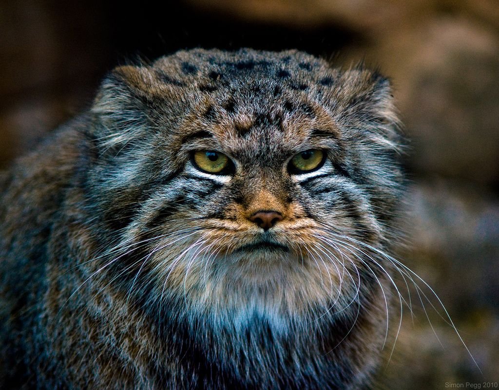 Сибирский Манул