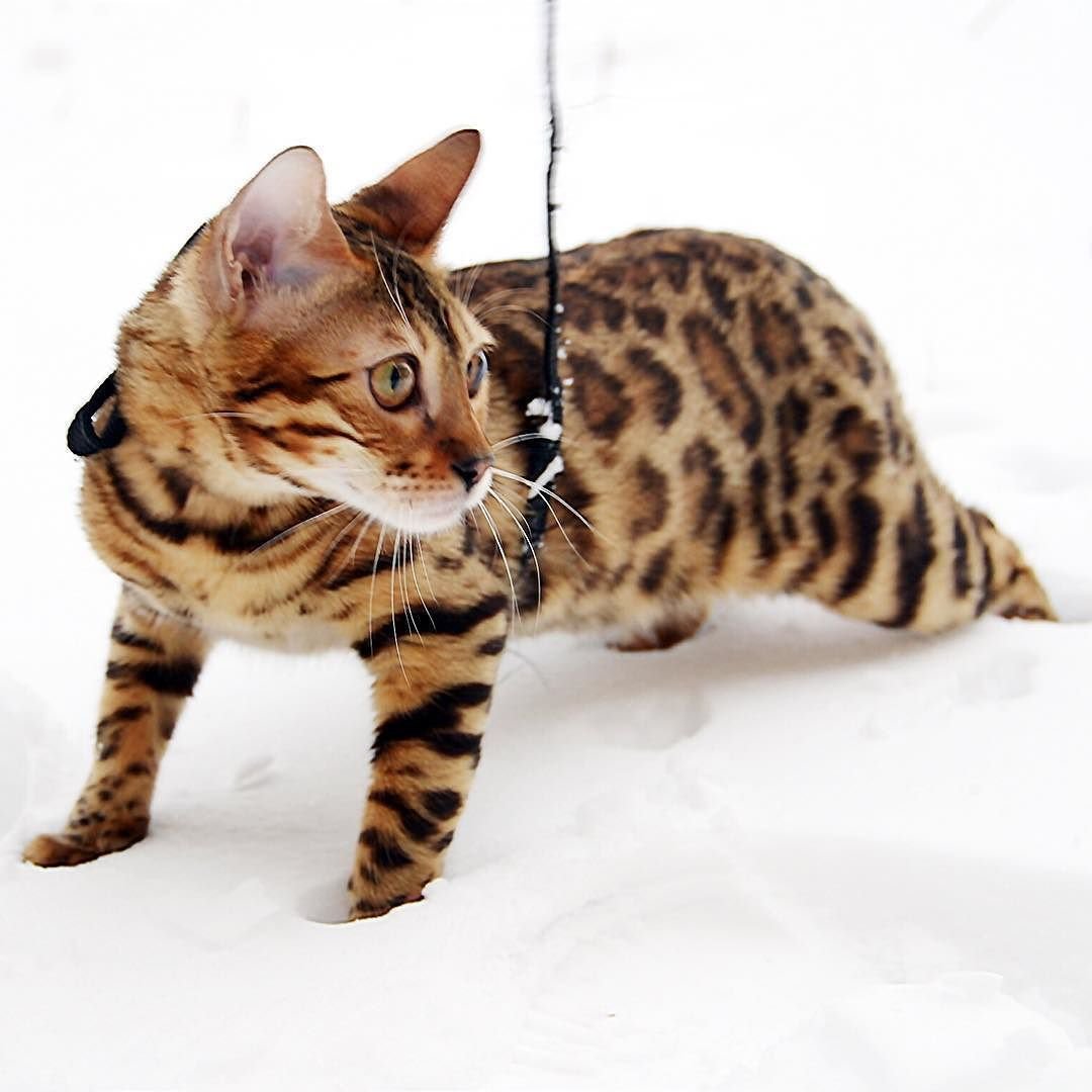 Тойгер котёнок новорожденный