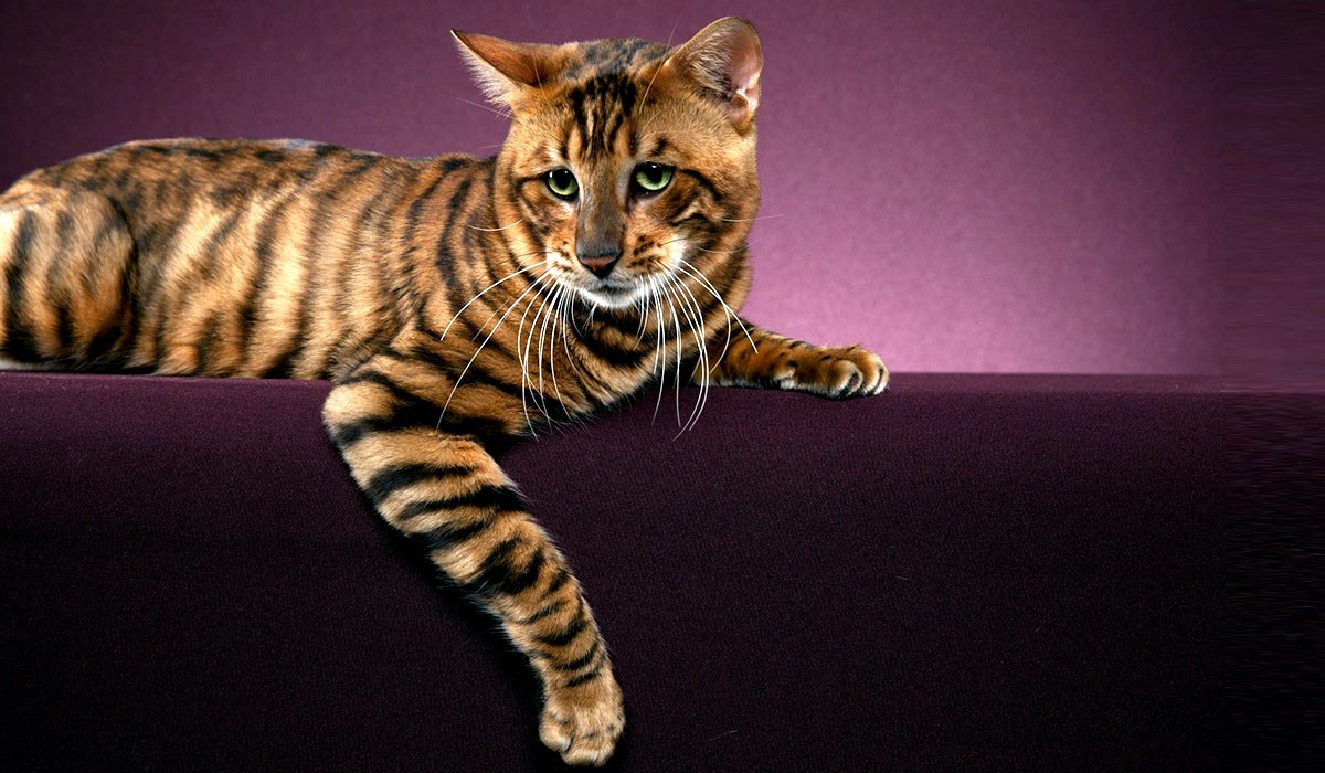 Тойгер кошка