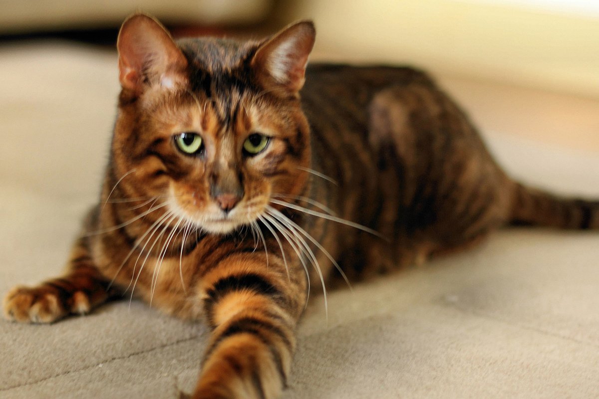Кот тойгер