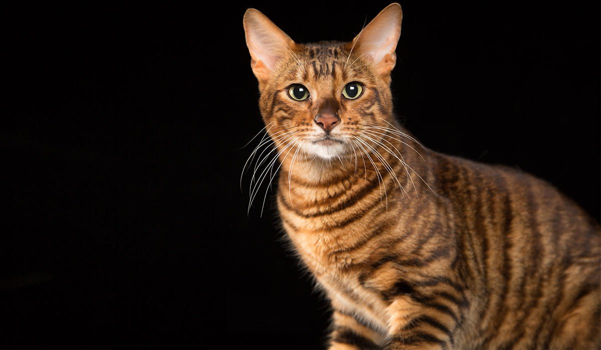 Порода тойгер