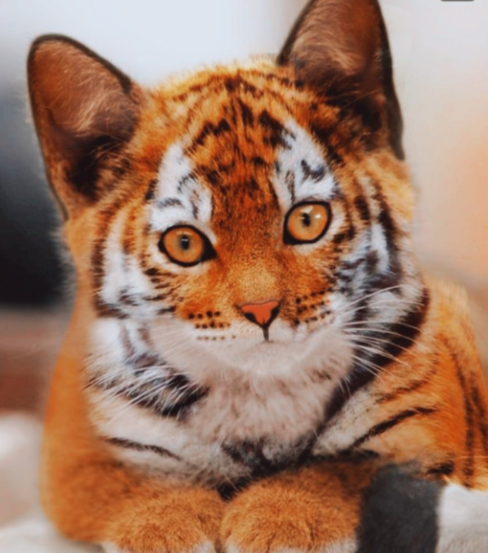 Кошка Ашера тигровый окрас