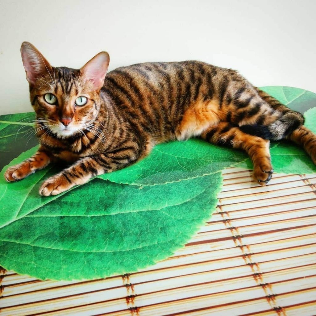 Коты тойгер