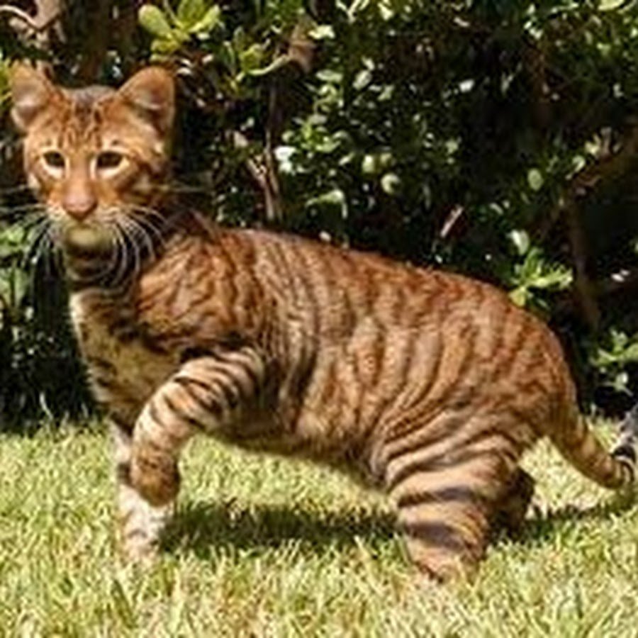 Порода тойгер