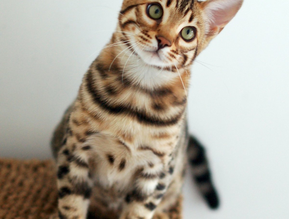 Манчкины бенгалы