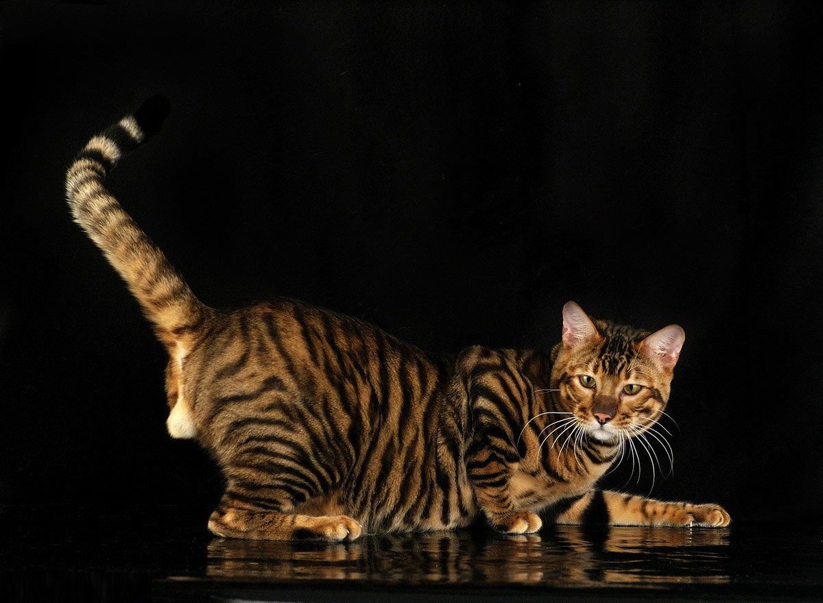 Тойгер рыжий кот