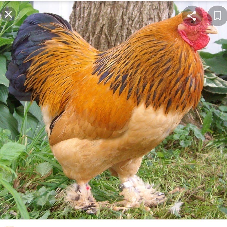 Толпа петухов